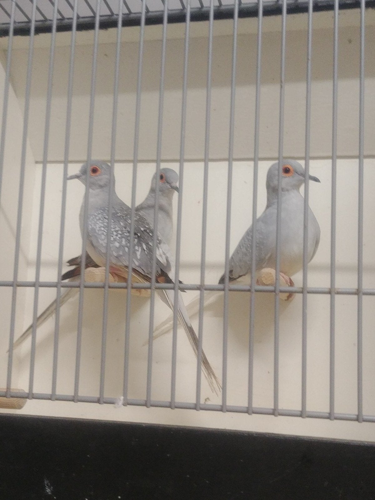 Diamanten duiven  3 stuks ., Dieren en Toebehoren, Meerdere dieren, Tropenvogel