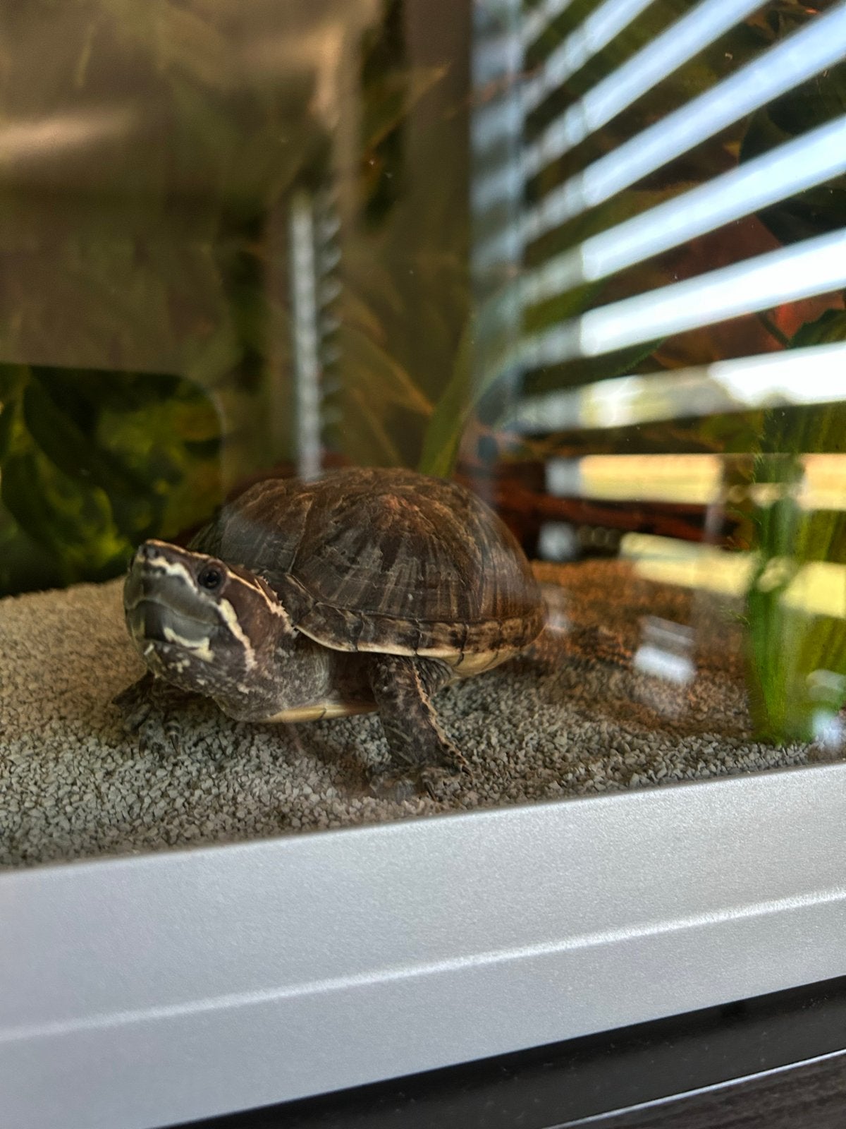 Muskusschildpad + evt aquarium, Dieren en Toebehoren, Schildpad, Met terrarium, 3 tot 6 jaar