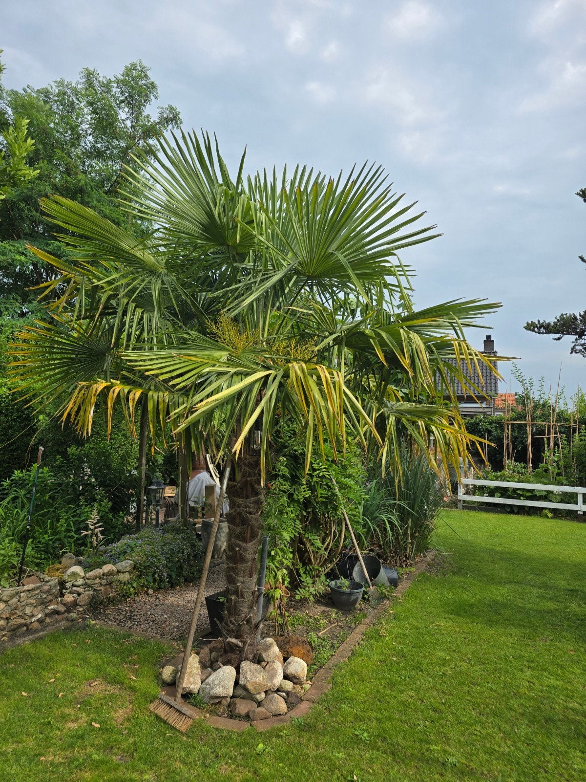 Palmboom, Ophalen, Volle zon