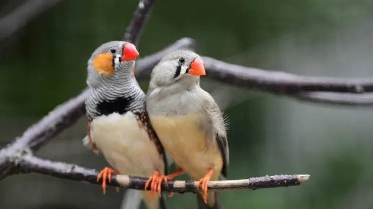 Zebravinken, Japanse meeuwen,  zilverbuikjes 5 euro per stuk, Dieren en Toebehoren, Meerdere dieren