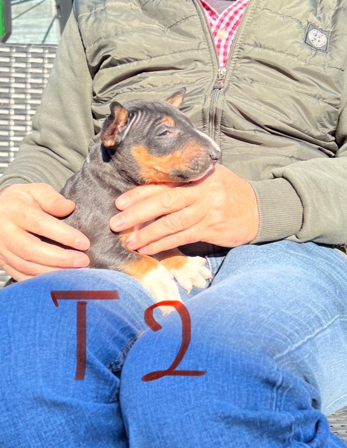 Miniatur Bullterrier Puppys Bull Terrier - Champion Puppys, Bull Terriër, Nederland, 8 tot 15 weken, Meerdere