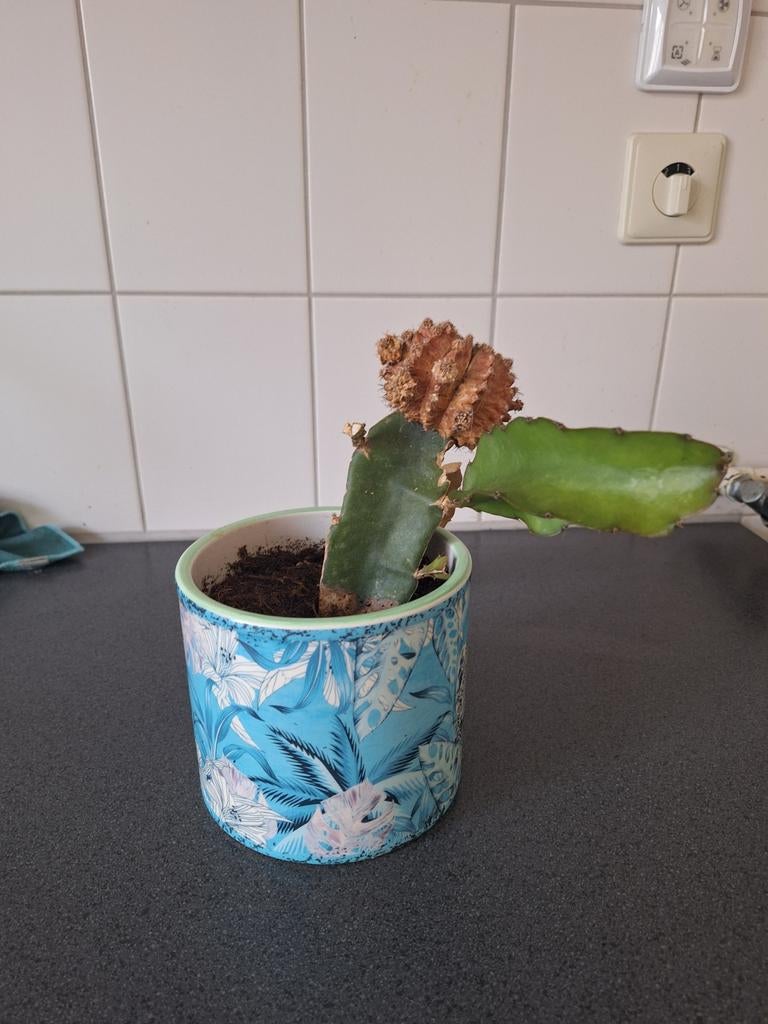 Cactus met stenen pot, Ophalen, Cactus, Volle zon, Minder dan 100 cm