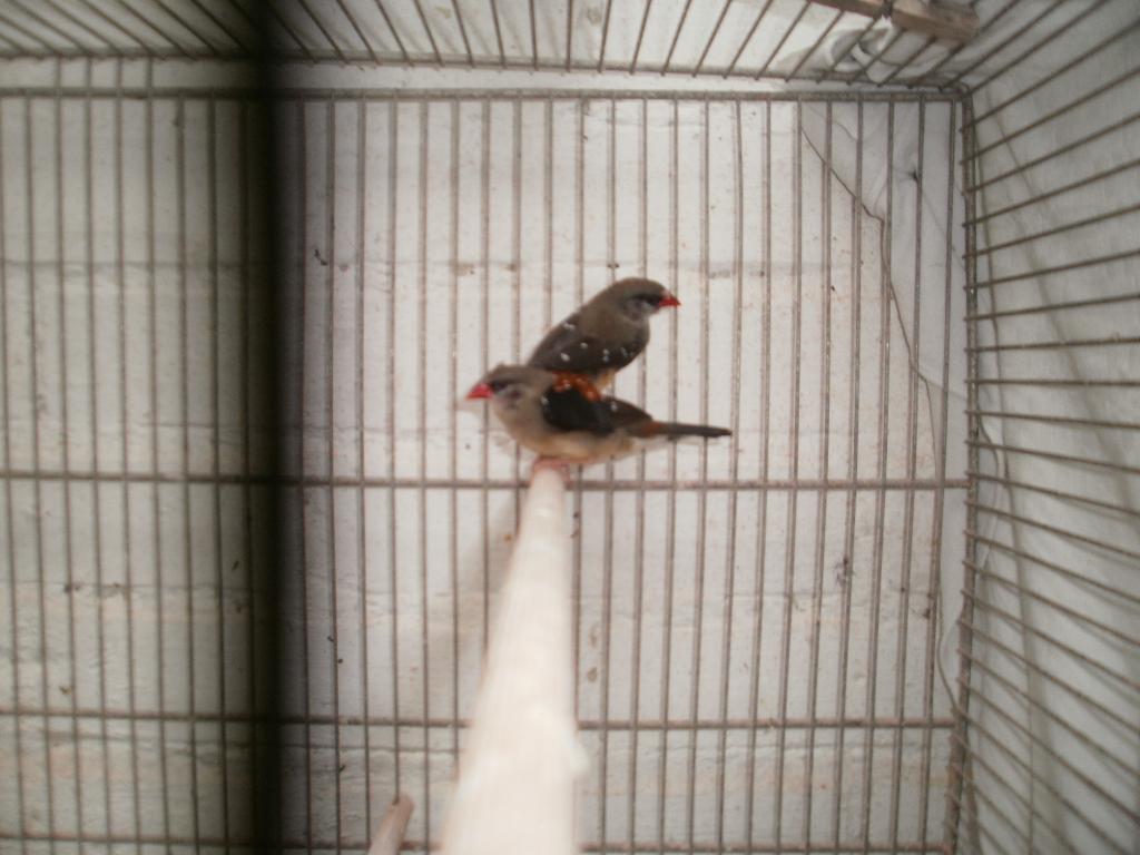 Tijgervinken mannen te koop gevraagd, Dieren en Toebehoren, Mannelijk, Tropenvogel, Geringd