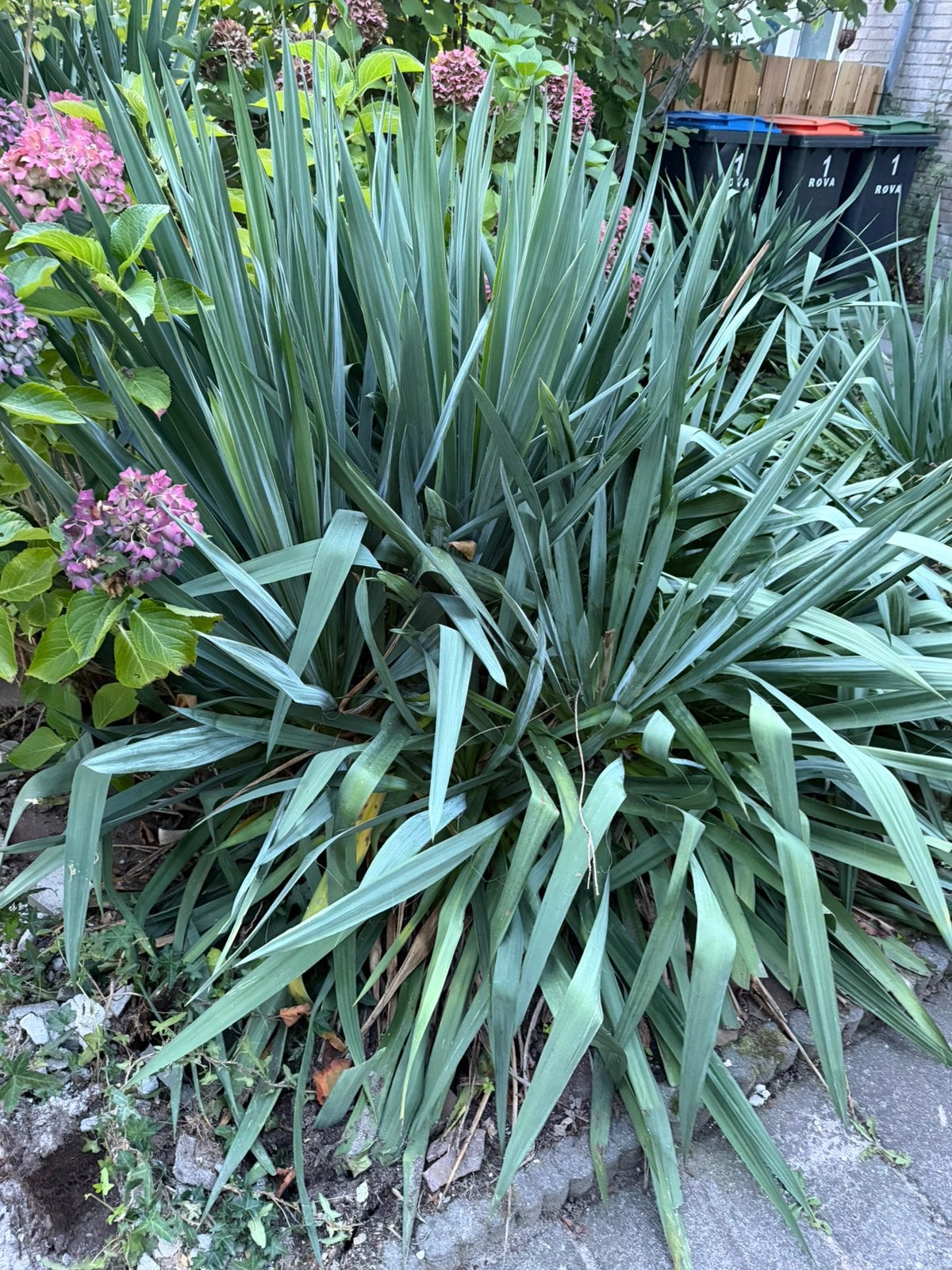 Gratis 3 yucca planten, Ophalen, Overige soorten, Volle zon