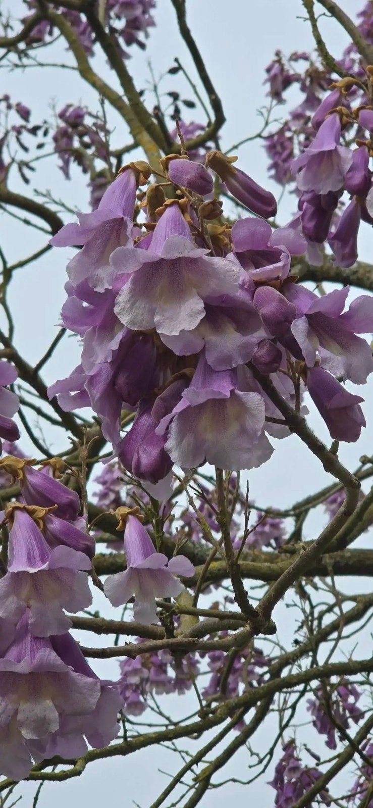 Paulownia 'Purple Splendour' / Anna Paulownaboom, Ophalen, Volle zon