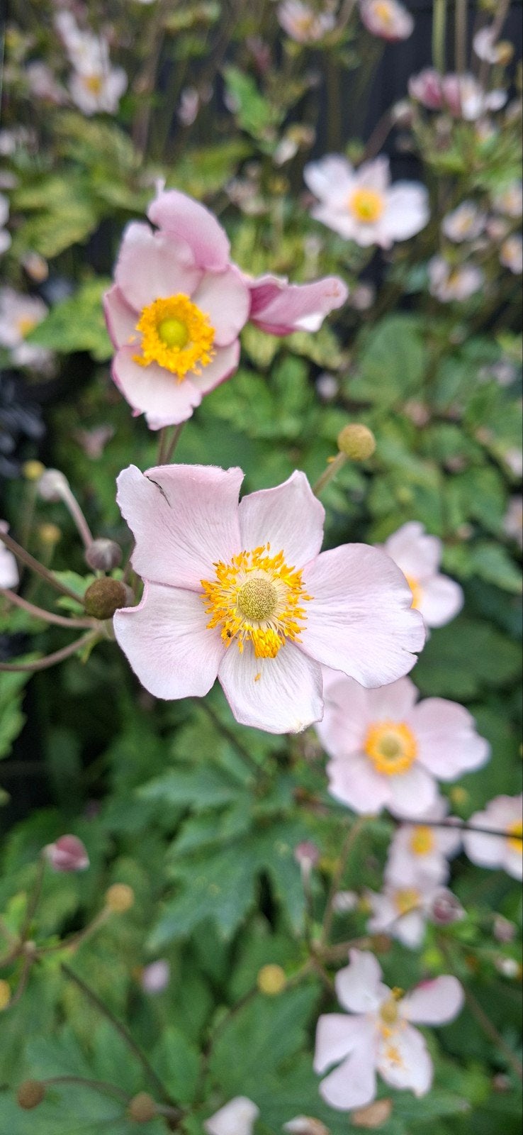 stekken Anemonen uit de volle grond, Ophalen