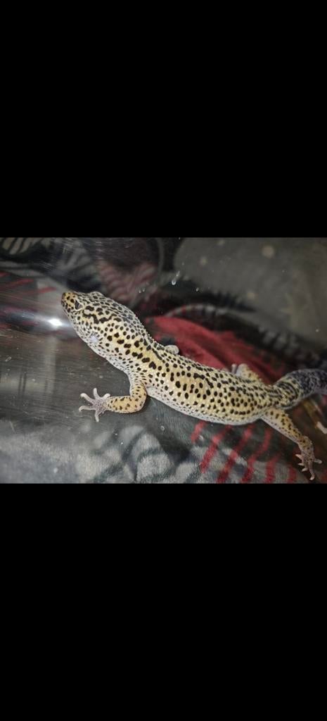 Volwassen Luipaardgekko Leopard Gecko - unknown for sale from Michael