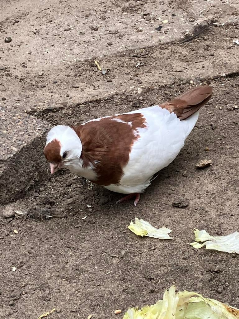 Nestkoppel jonge Felegyhazers, Dieren en Toebehoren, Geslacht onbekend, Tuimelaar of Roller
