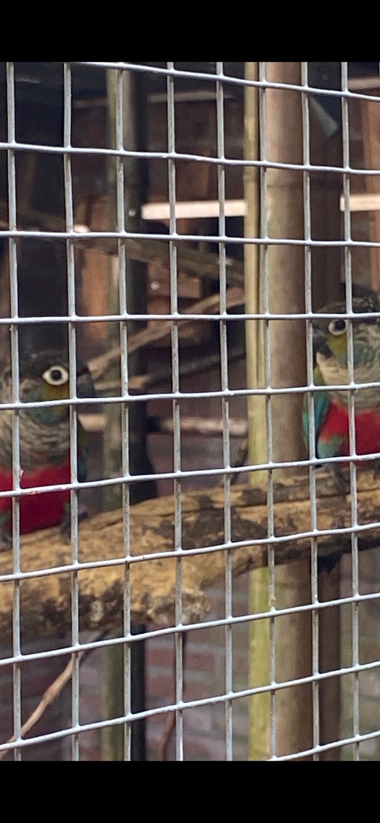 Koppels Pyrrhura perlata 2026, Meerdere dieren, Parkiet