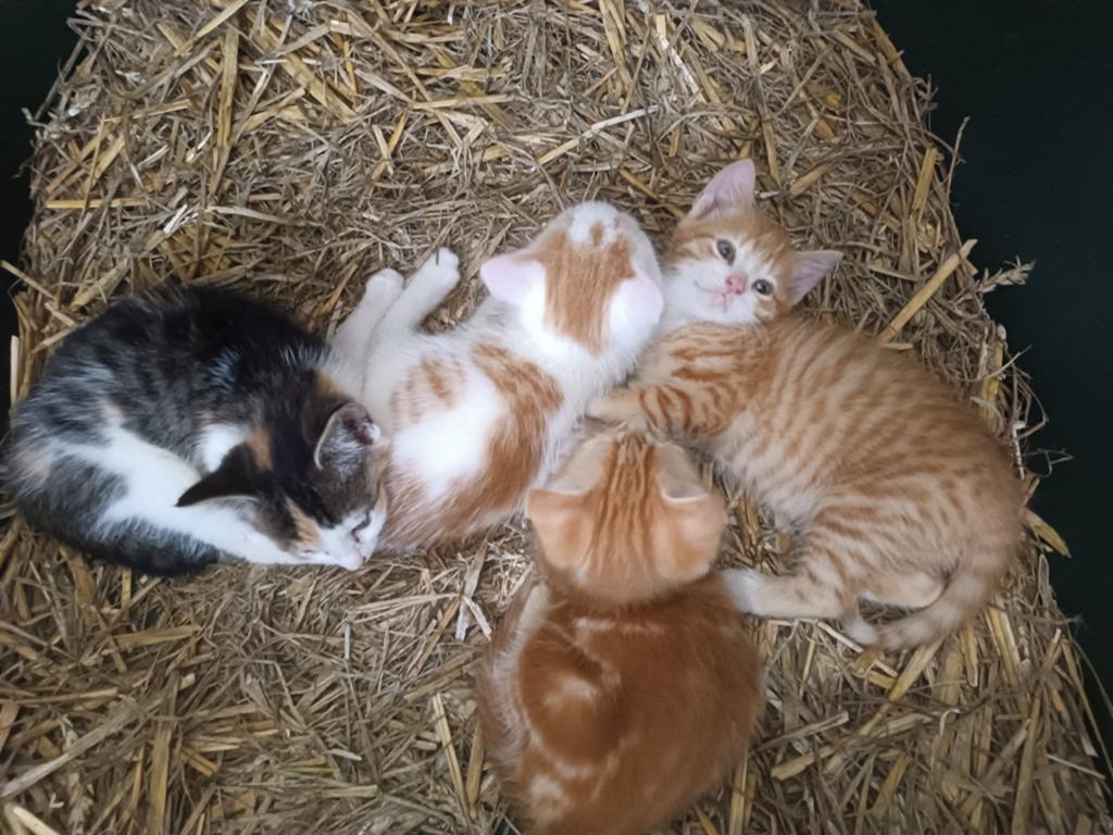 Kittens gemarmerd rood tabby rood wit lapjes driekleur, Dieren en Toebehoren, Katten en Kittens | Overige Katten, Meerdere dieren