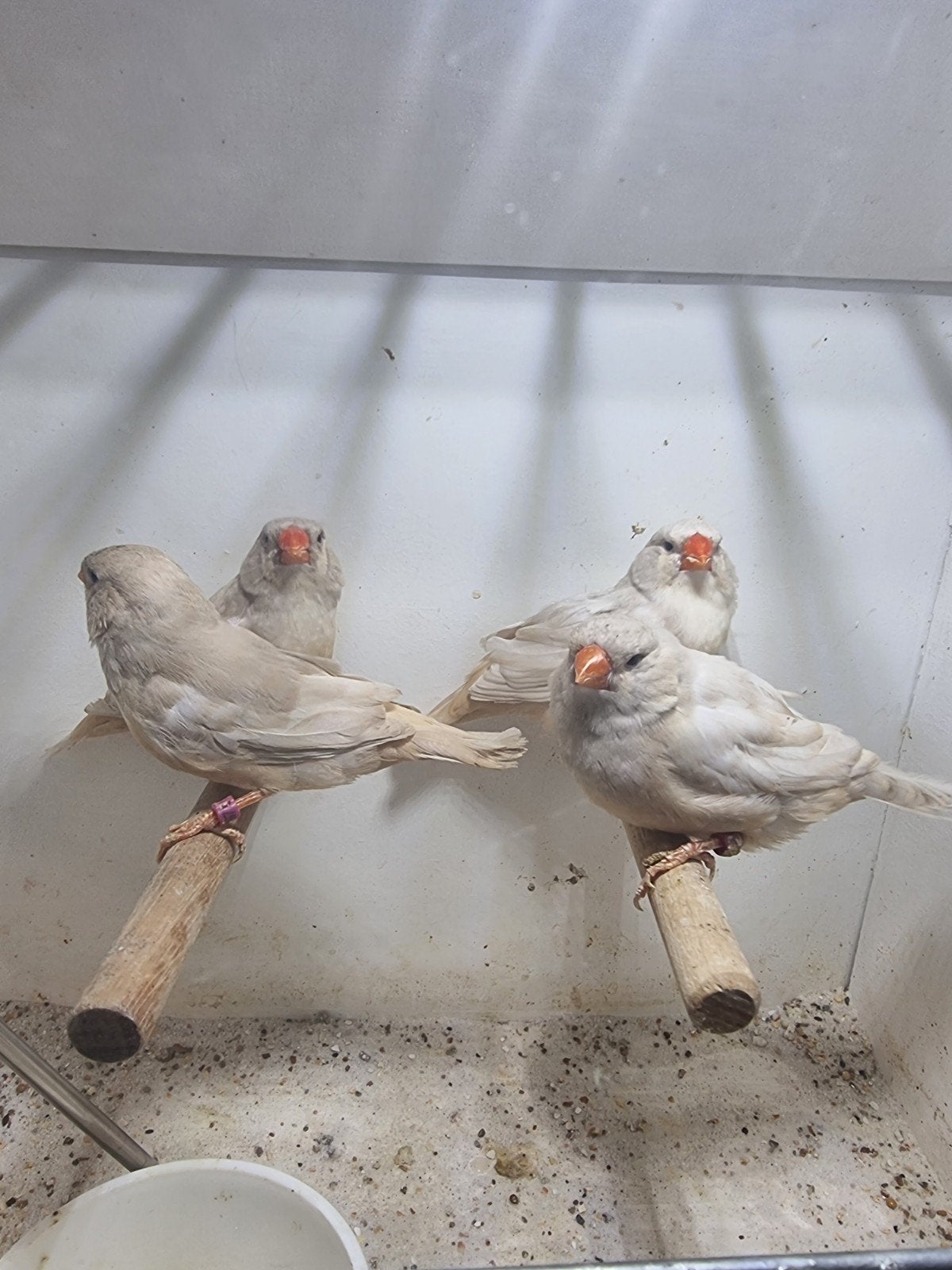 Te koop 3 poppen pastel oranje Isabel split charcoal, Dieren en Toebehoren, Vrouwelijk