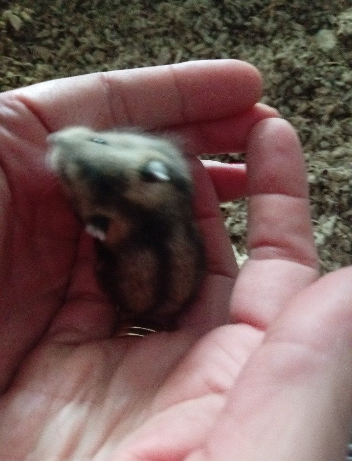 hamster, Dieren en Toebehoren, Hamster, Vrouwelijk, Mei, Tam