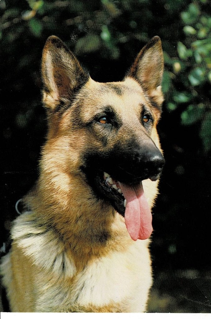 Prachtige Duitse Herder - Oude Ansichtkaart, Ophalen of Verzenden, 1980 tot heden, Gelopen, Hond of Kat