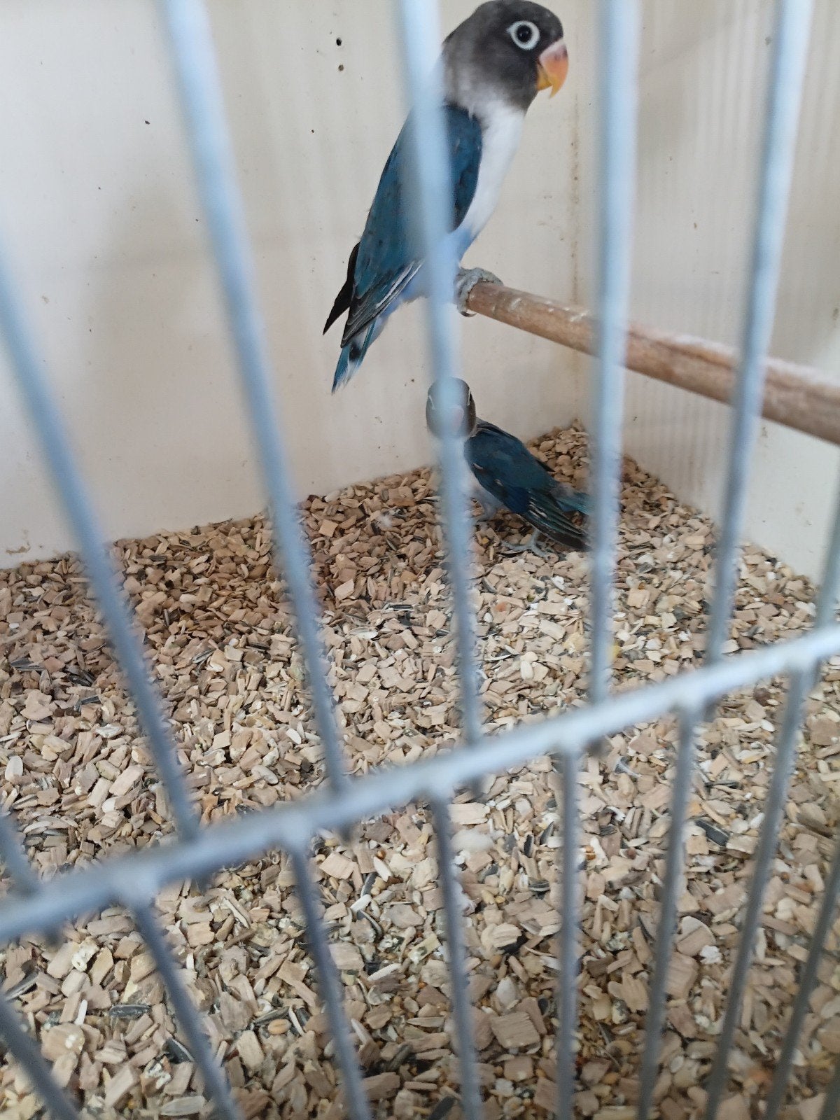 personata, Geslacht onbekend, Dwergpapegaai of Agapornis, Tam