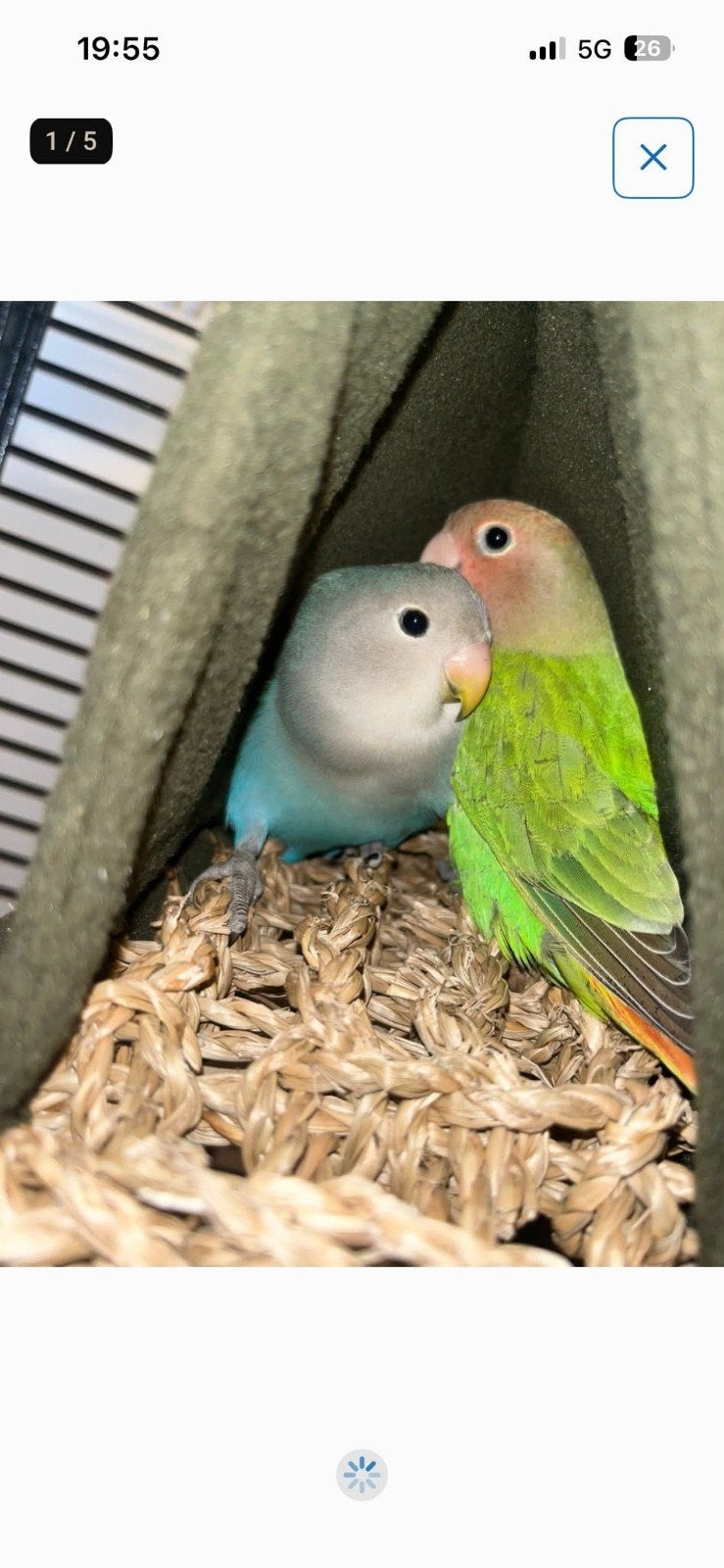 2 agepornis, Meerdere dieren