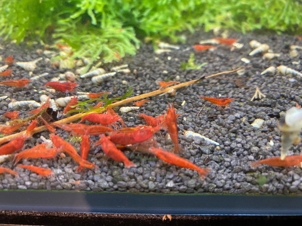 Bloody Mary OE (orange eyes), Neocaridina, Kreeft, Krab of Garnaal, Zoetwatervis