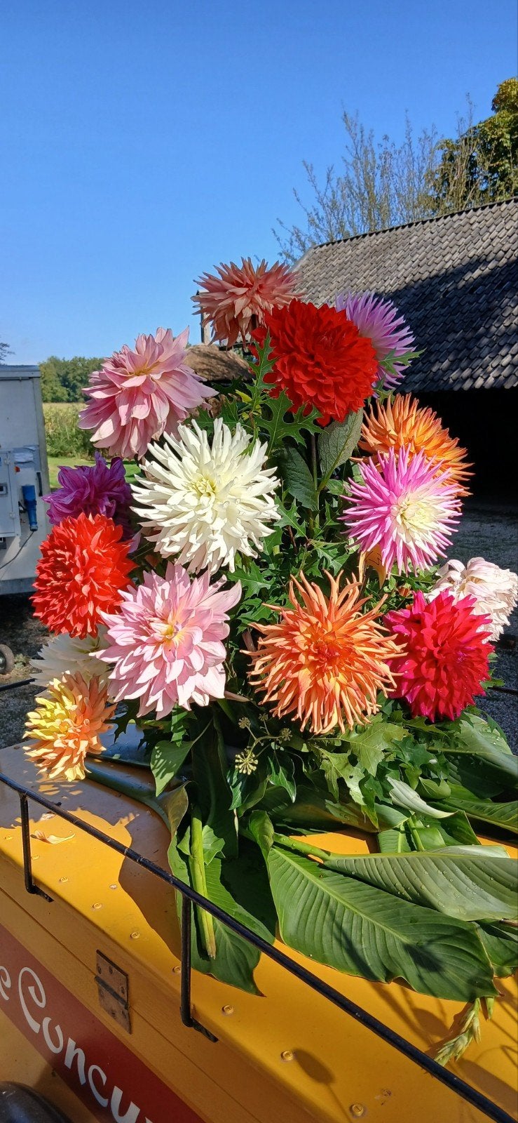 Dahlia's, Tuin en Terras, Ophalen, Overige soorten, Volle zon