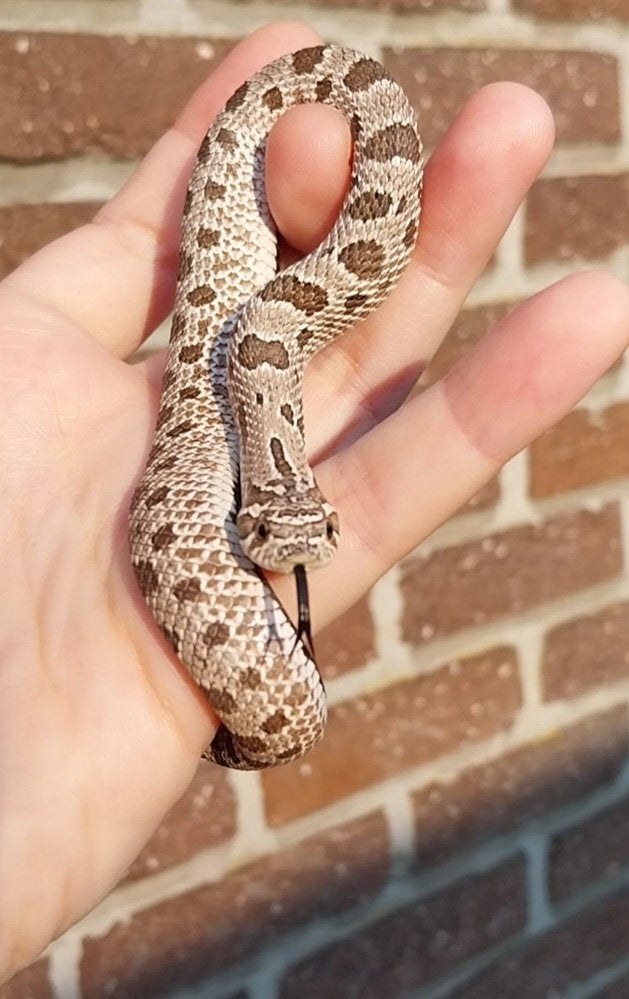 1.0 Heterodon nasicus, Slang, Tam, 0 tot 2 jaar