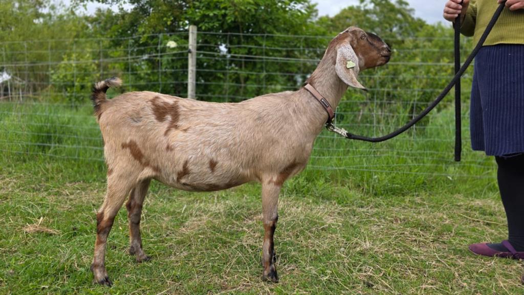 Maanvlek Nubische geit, Dieren en Toebehoren, Vrouwelijk, Geit, 0 tot 2 jaar