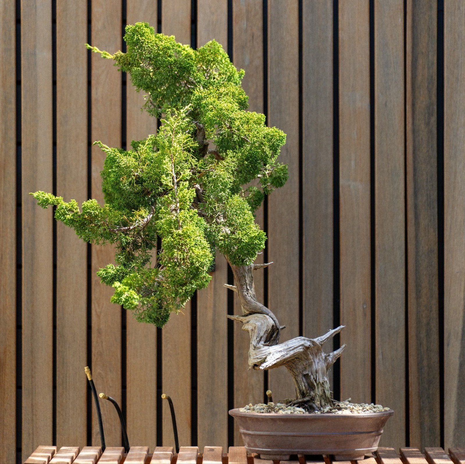 Prachtige Juniperus (jeneverbes) bonsai, Volle zon, Vaste plant, Bloeit niet, Ophalen
