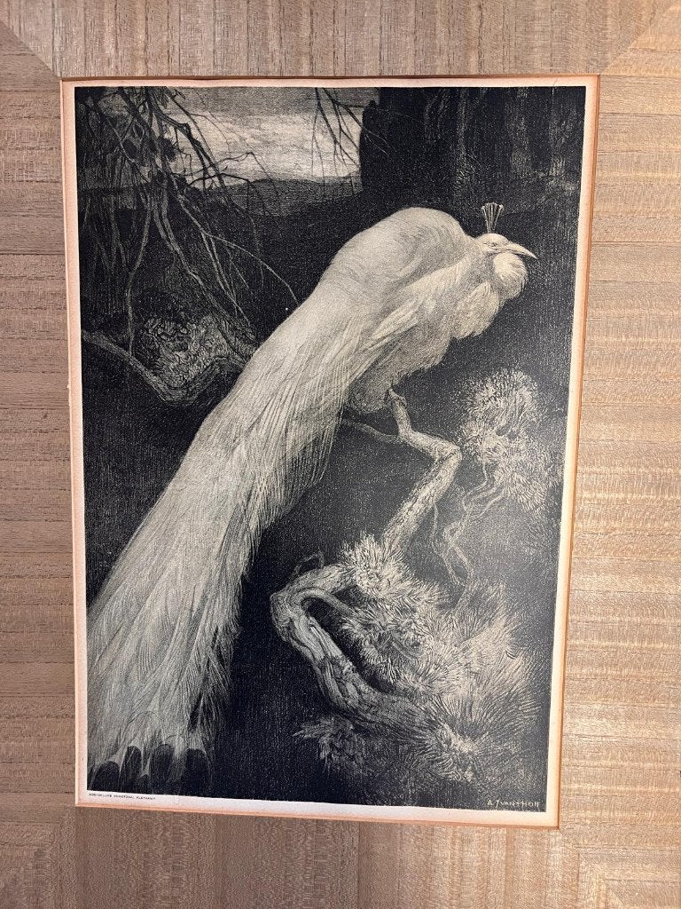 Prent Adriaan van 't Hoff- Witte Pauw, Ophalen, Gebruikt, Voor 1940, Dier