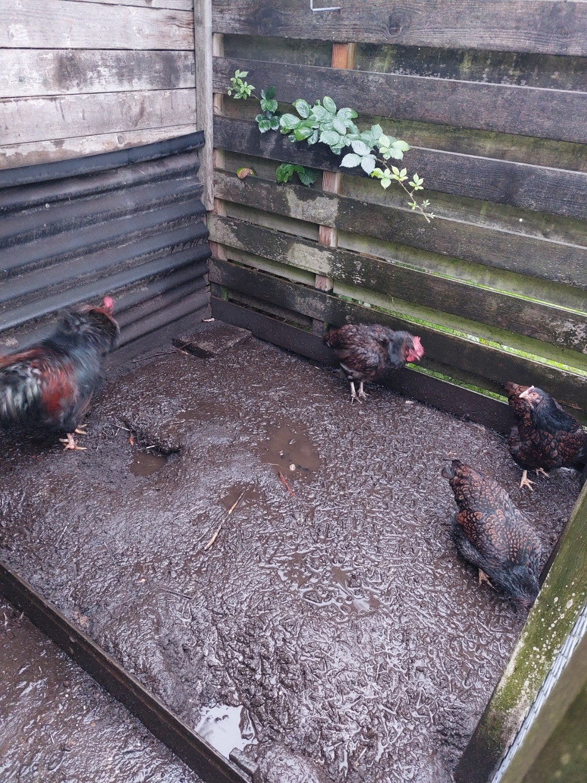 te koop een haan en 3kippen, Dieren en Toebehoren