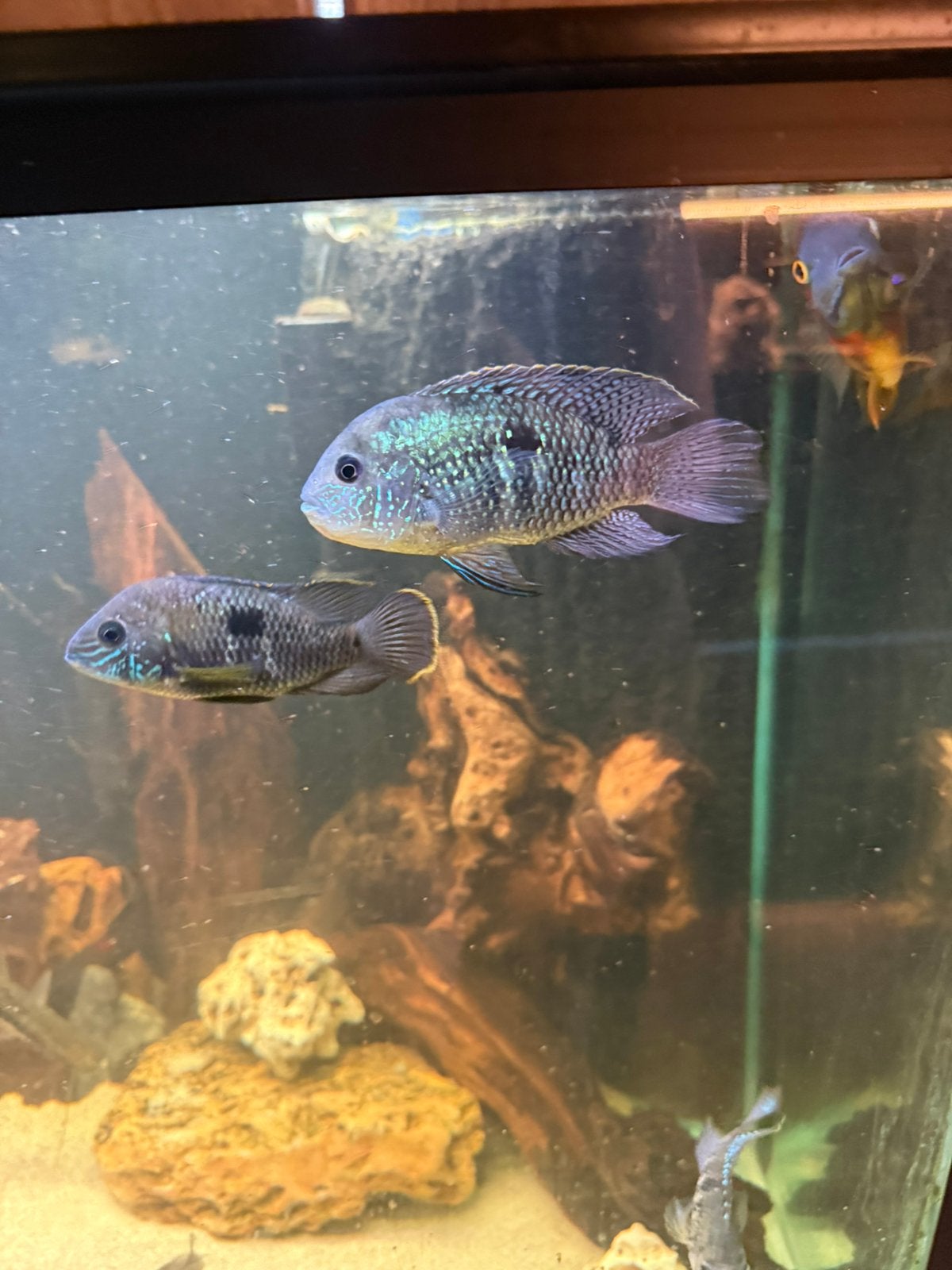 Groep acara’s/green terror, Vis