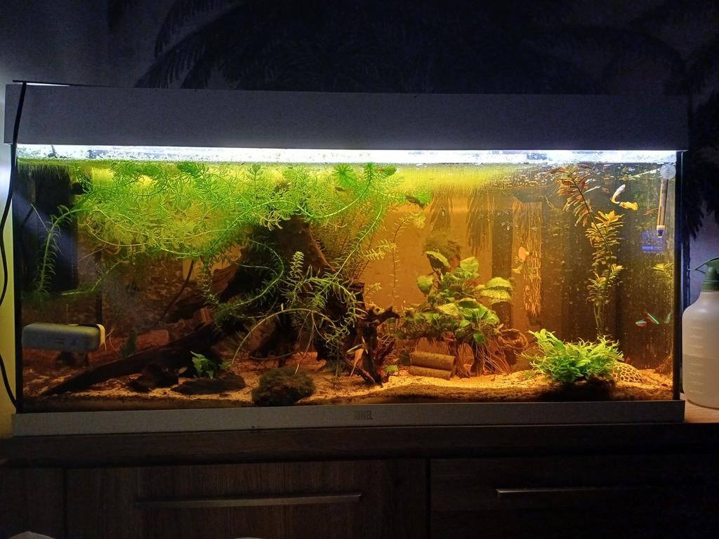 Compleet Aqaurium, meter breed met vissen, Vis