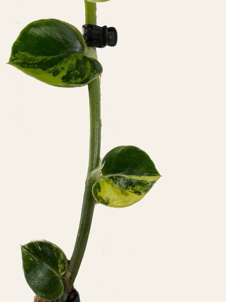 rhaphidophora hayi aurea variegated, Huis en Inrichting, Kamerplanten, Ophalen of Verzenden, Halfschaduw, Minder dan 100 cm