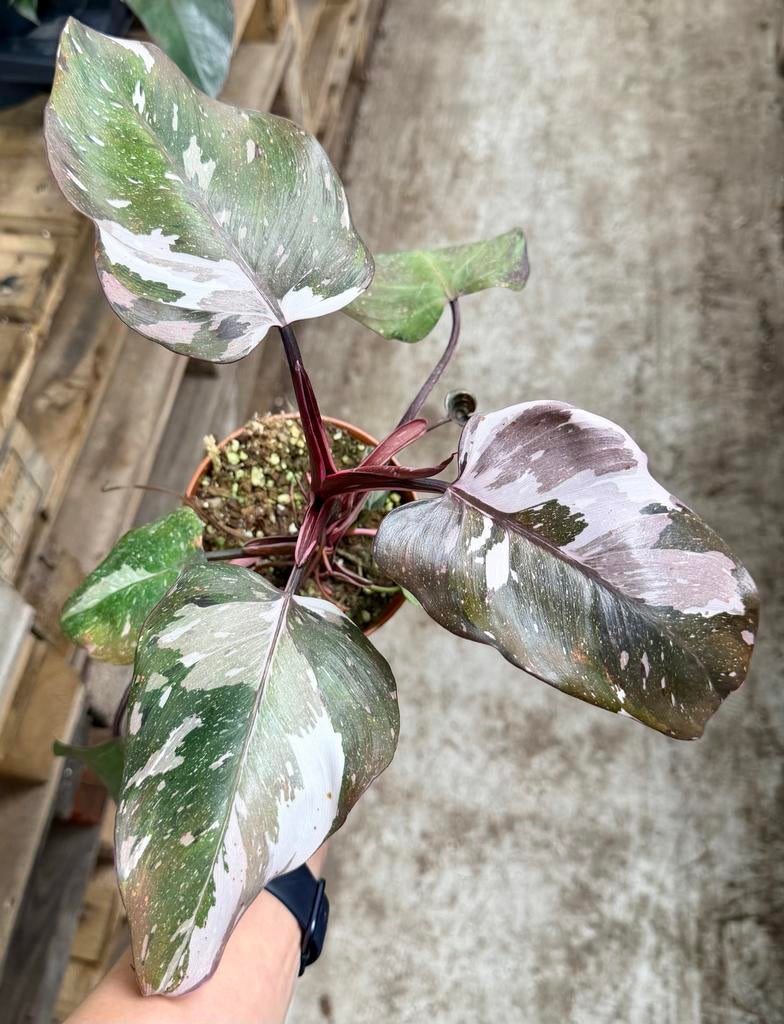 Philodendron Red Anderson p12, Huis en Inrichting, Kamerplanten, Ophalen of Verzenden