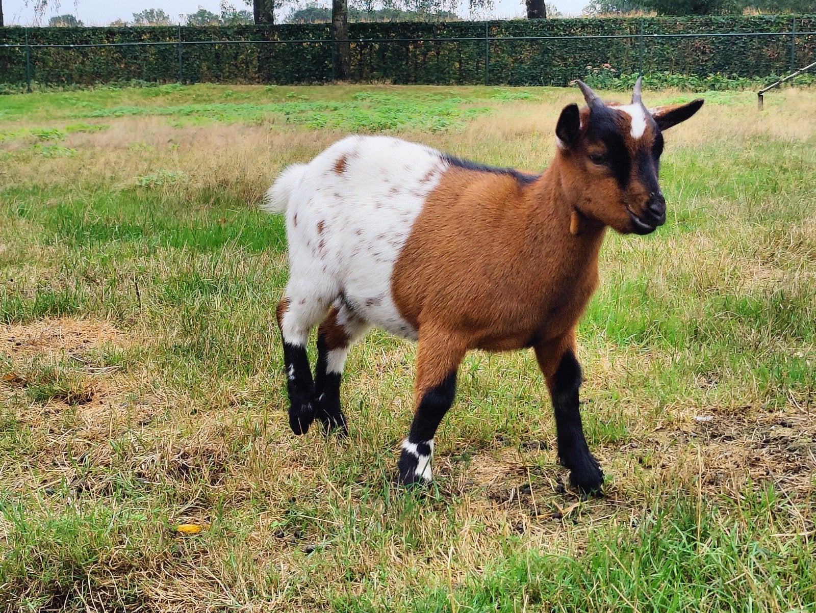 geitenbokjes te koop, Dieren en Toebehoren, Schapen, Geiten en Varkens, Mannelijk, Geit