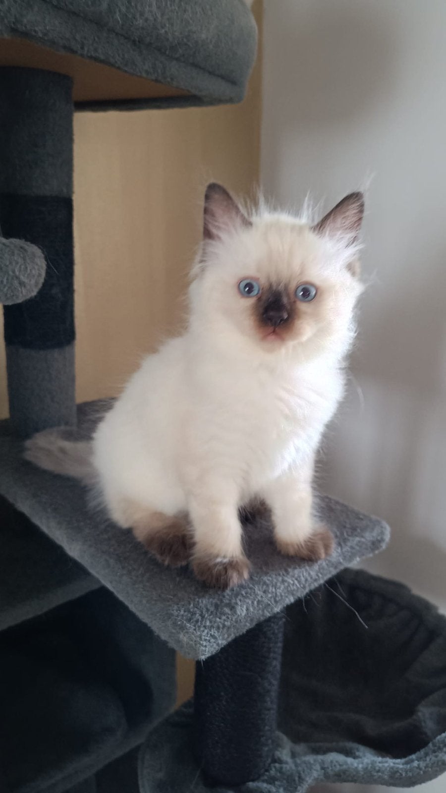 Ragdoll kitten