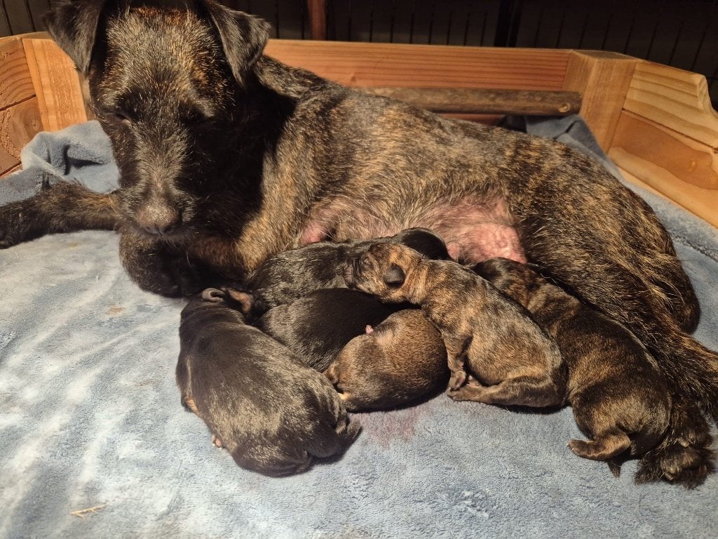 Border terrier pups, Dieren en Toebehoren, Honden | Jack Russells en Terriërs, Overige rassen, 8 tot 15 weken, Parvo, Meerdere