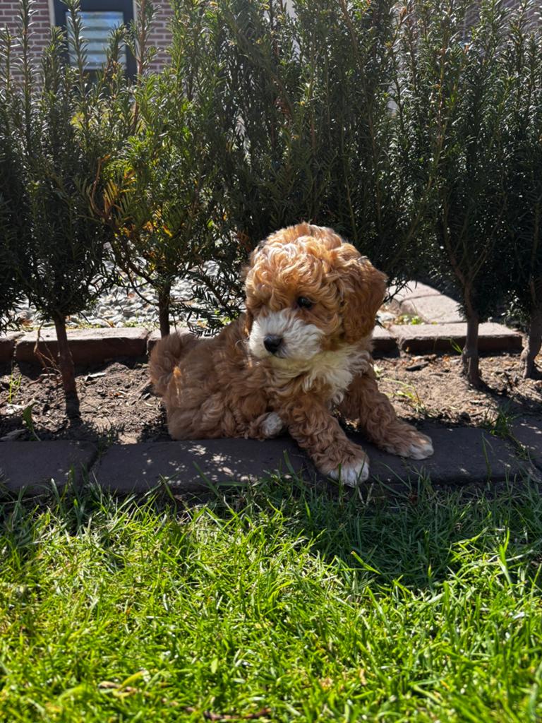 Maltipoo pup (nu 7 weken), 8 tot 15 weken, Eén hond, Nederland, Particulier