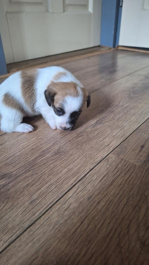 Jack russel pup reu M geboren 8april, Jack Russell Terriër, 8 tot 15 weken, Parvo, Meerdere