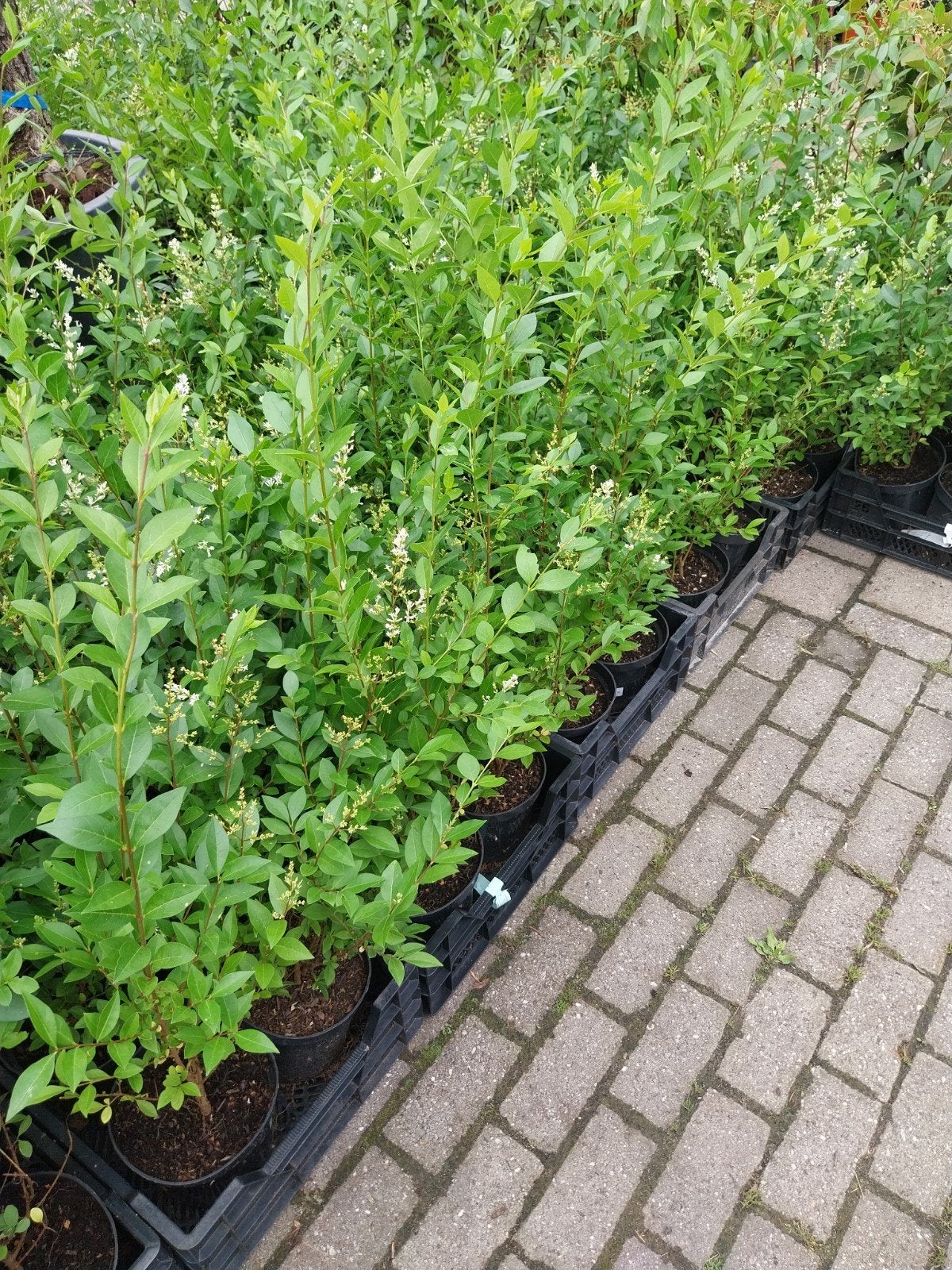 Liguster Ovalifolium - 60-100 cm hoge haagplanten, Tuin en Terras, Volle zon, Vaste plant, Zomer, Ophalen