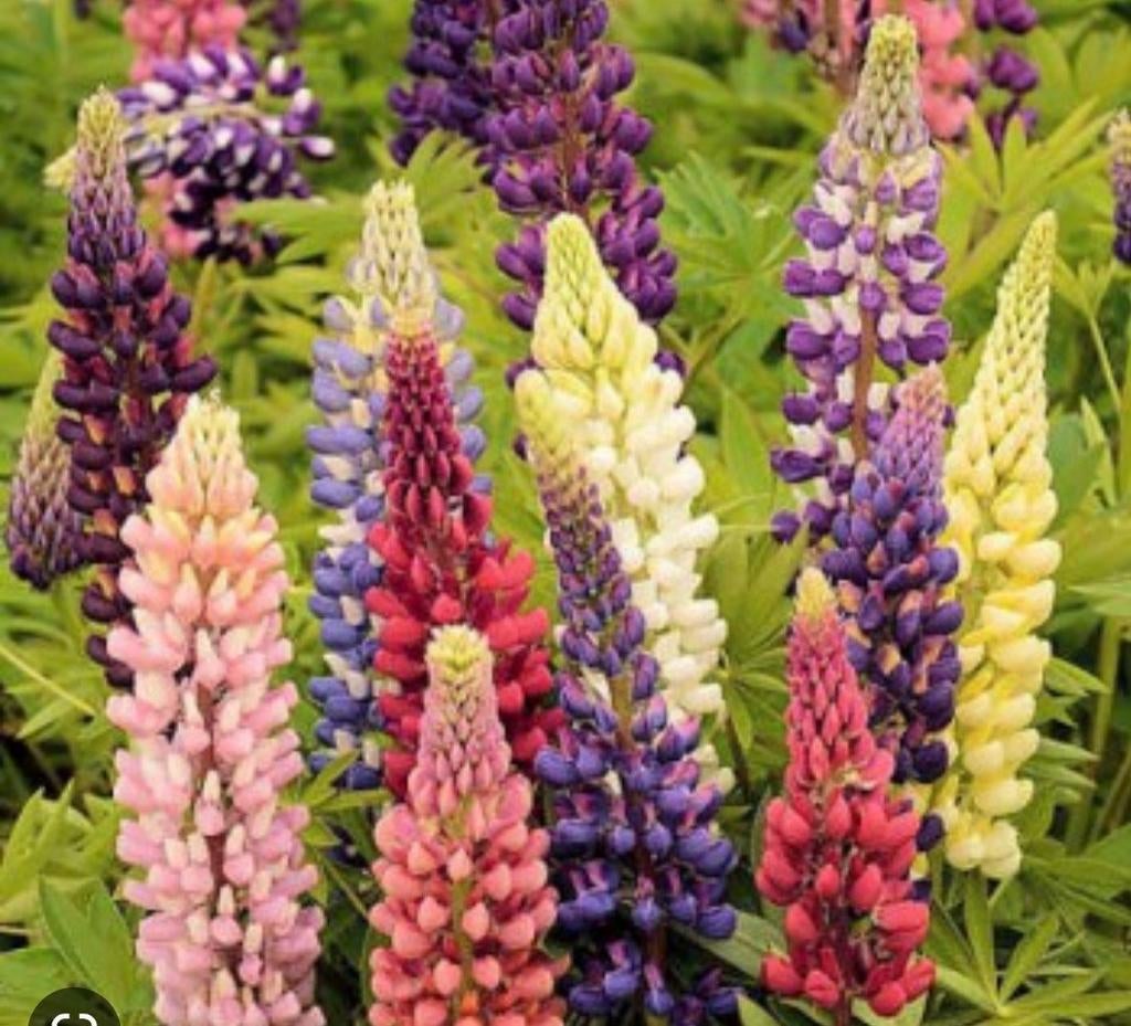 Lupine planten, Tuin en Terras, Planten | Tuinplanten, Ophalen, Overige soorten, Volle zon