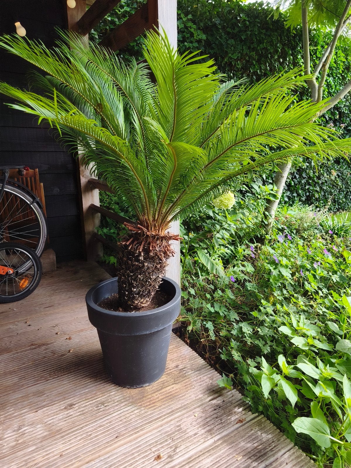 Cycas Revoluta (Palmvaren) inclusief pot, ca. 1,3 meter hoog, Vaste plant, Bloeit niet, Halfschaduw, Ophalen
