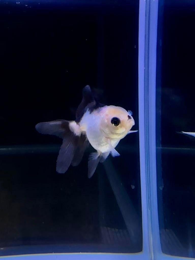 Panda Oranda Goudvis, Vis