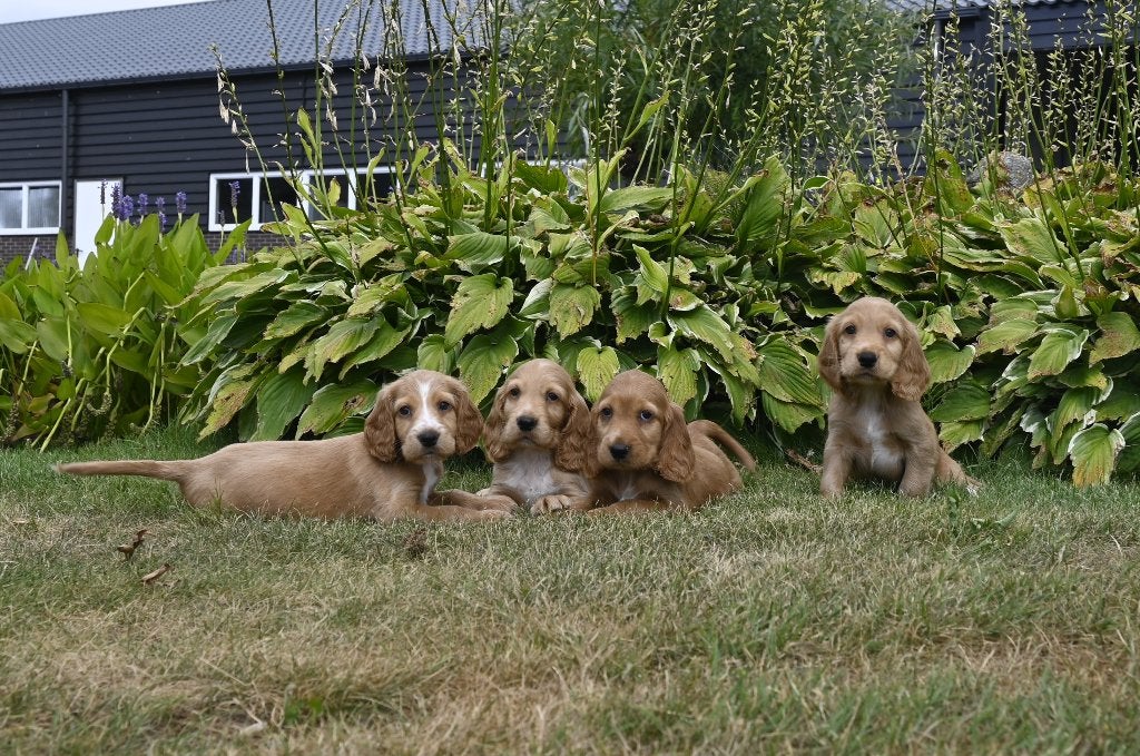 Engelse cocker Spaniel pups, Parvo, 8 tot 15 weken, Meerdere, Meerdere dieren