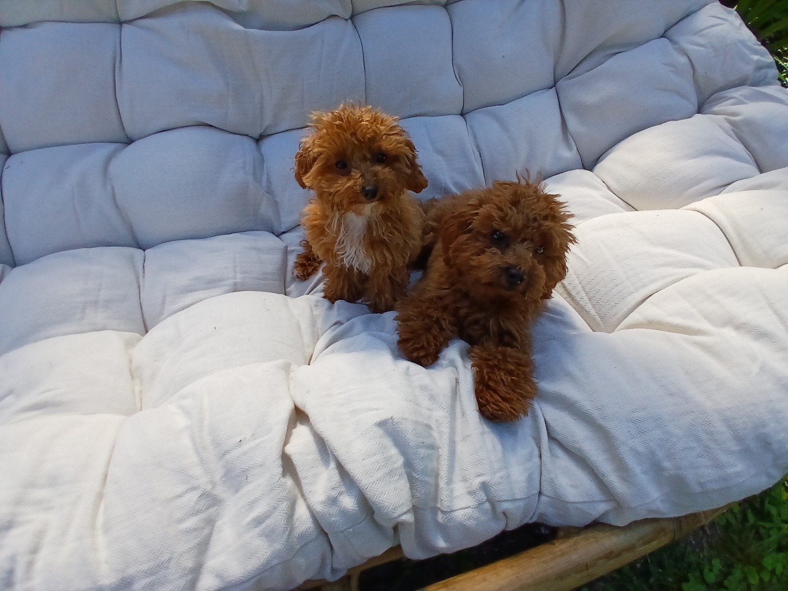 TOY POEDEL TEEFJES, TEACUP, MINI, TOYPOEDEL,TOYPOODLE, Dieren en Toebehoren, Poedel, Particulier, 15 weken tot 1 jaar, Buitenland