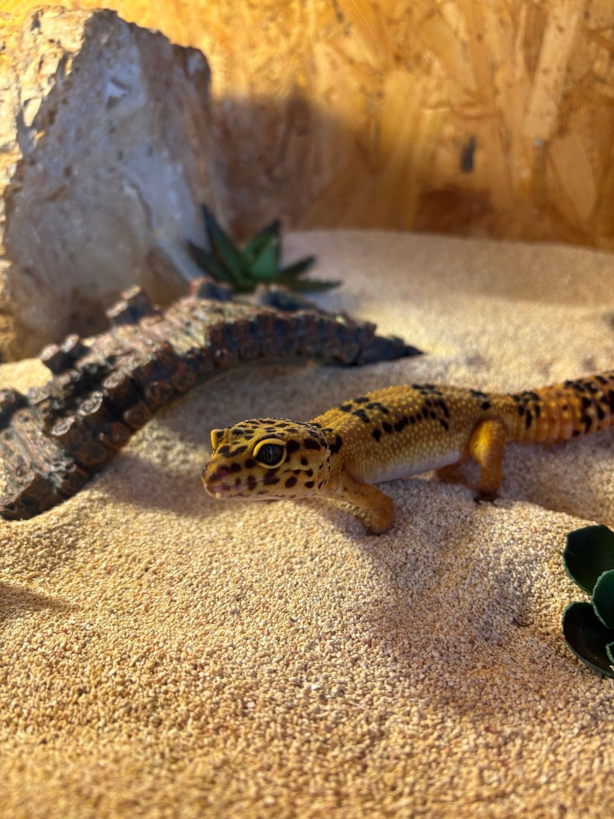 Luipaardgekko inclusief terrarium Leopard Gecko - unknown for sale from lotte1981