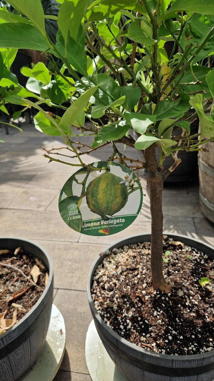 Citrusboompjes en palmbomen Zevenaar, Tuin en Terras, Planten | Tuinplanten, Ophalen, Volle zon, Vaste plant, Fruitplanten