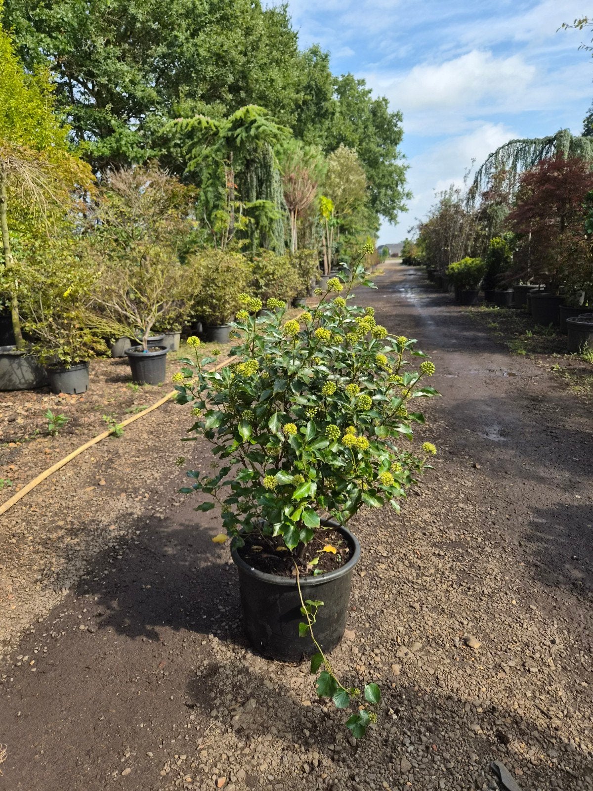 Hedera Honey Bee - Bijvriendelijke Klimop, Tuin en Terras, Ophalen, Vaste plant, Halfschaduw, Klimplanten