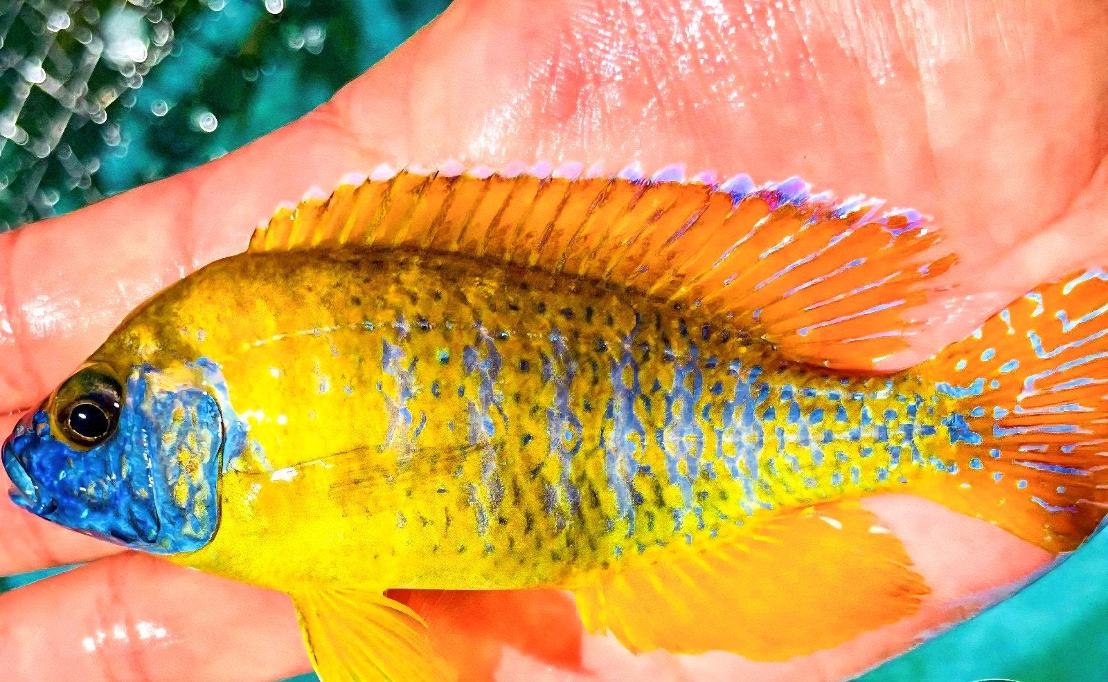 Aulonocara Maleri Gold Malawi Exclusief!!!, Dieren en Toebehoren, Vissen | Aquariumvissen, Vis