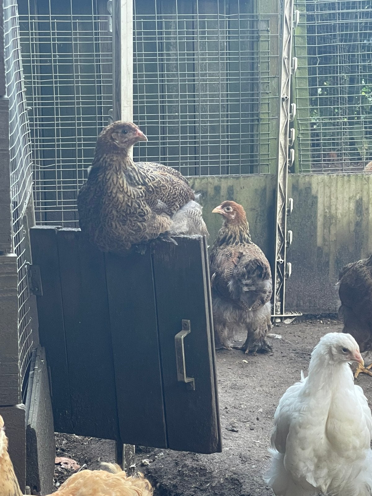 Brahma hennen Goudpatrijs Groot van 2026, Dieren en Toebehoren, Pluimvee, Kip, Vrouwelijk