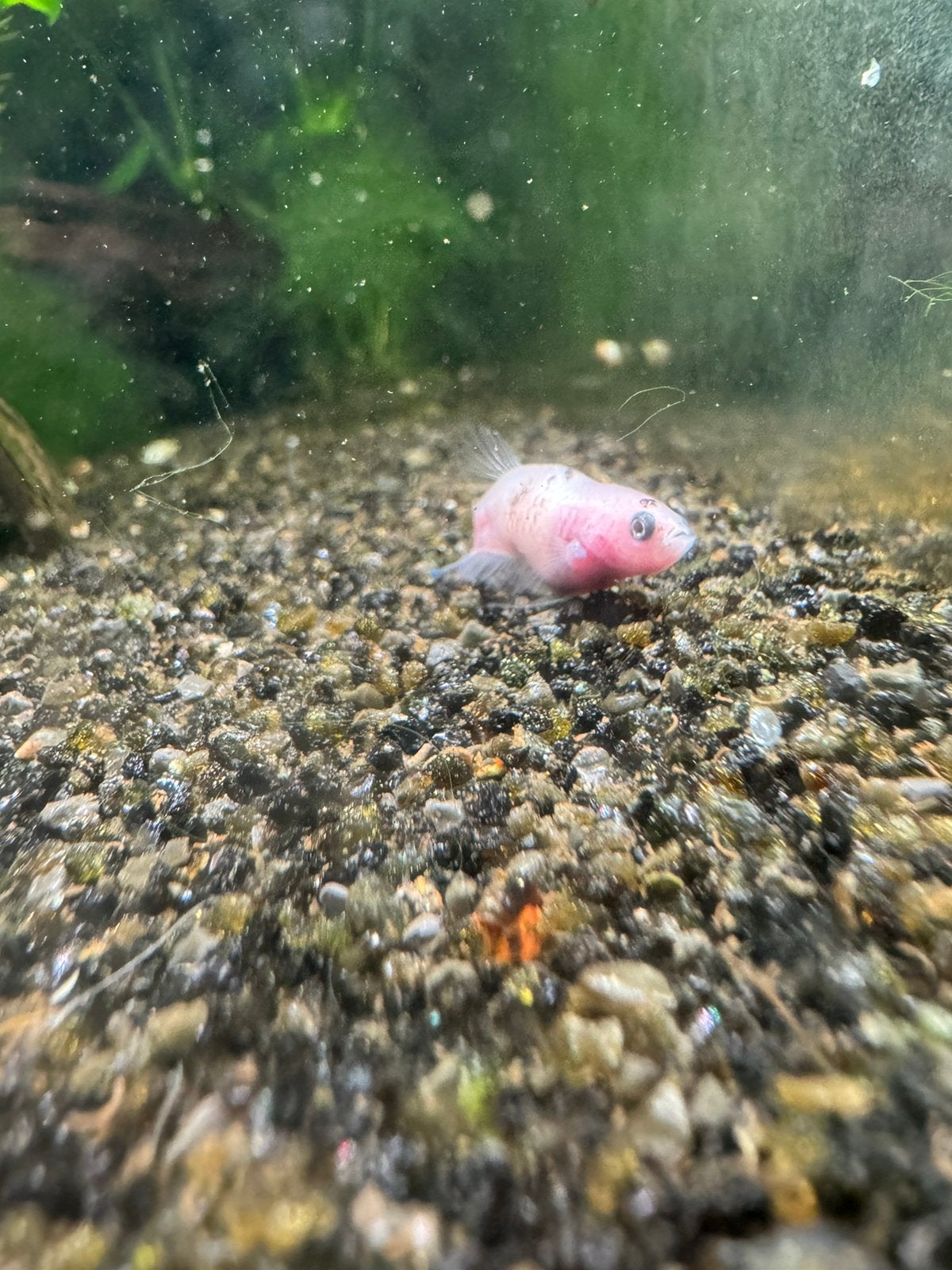 kleine betta visje, Dieren en Toebehoren, Vis, Zoetwatervis