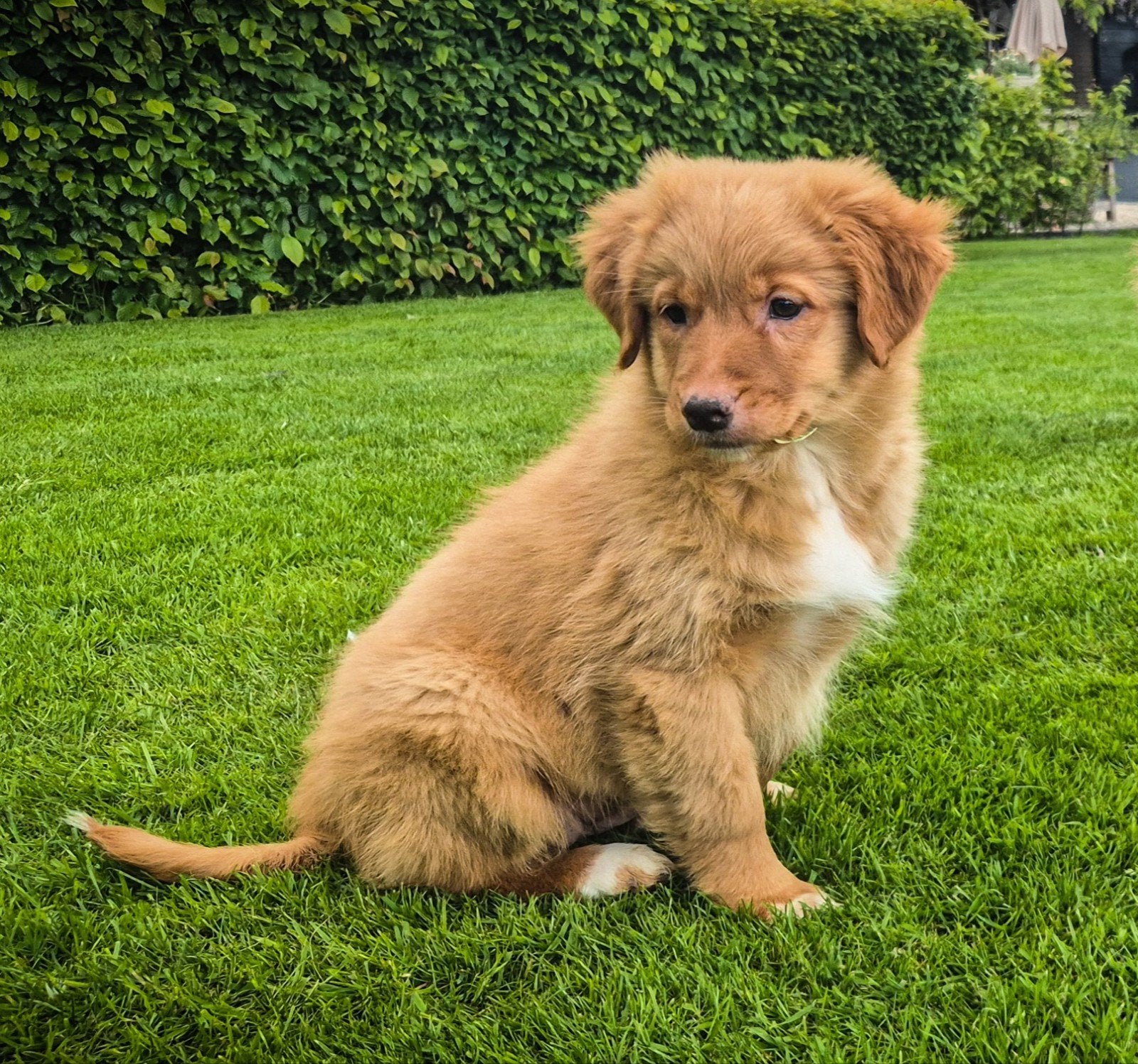 Super lief, enthousiast Toller teefje zoekt een nieuw thuis, Parvo, Overige rassen, 8 tot 15 weken, Teef