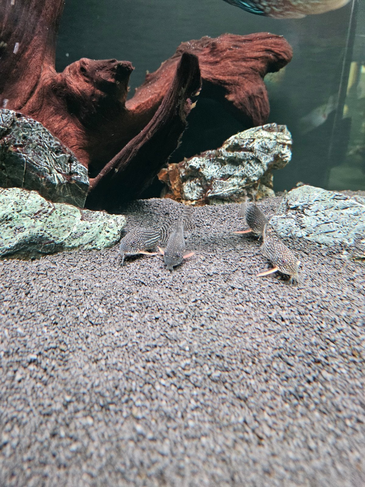 Corydoras Sterbai, Vis