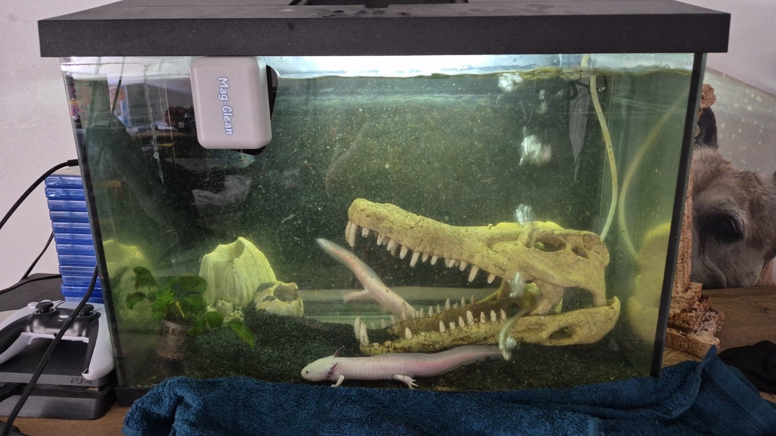Axolotls leucistic roze, Dieren en Toebehoren, Vissen | Aquaria en Toebehoren, Ophalen